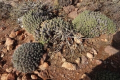 133-marokko-mirleft-kaktus