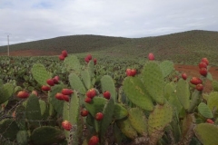 151-marokko-nach-sidi-ifni-kaktus