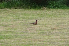 238-2024-P-Auerhuhn