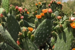 242-spanien-kaktus