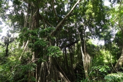 129_indonesien_bali_ubud-monkey-forest