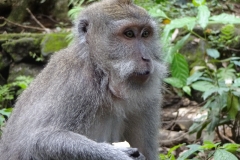 136_indonesien_bali_ubud-monkey-forest-makakke