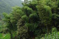 70_china_nach-qianwei-bambus