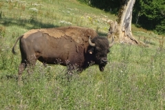 10-frankreich-bison
