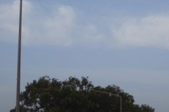 09-gambia-banjul-geier