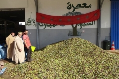 30-marokko-vor-ouezzane-oliven