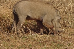 102-mauretanien-parc-national-du-diawling-warzenschwein