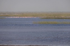 108-mauretanien-parc-national-du-diawling-flamingo