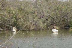 110-mauretanien-parc-national-du-diawling-pelikan