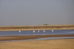 93-mauretanien-parc-national-du-diawling-flamingos
