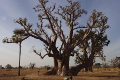121-senegal-bei-joal-baobab