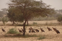 77-senegal-desert-de-lompoul-geier