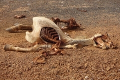 81-senegal-desert-de-lompoul-geier-pferd