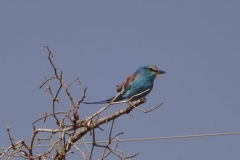 86-senegal-blauer-vogel