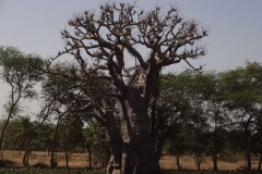89-senegal-baobab