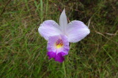 408_thailand_bei-trang_botanic-garden_orchidee