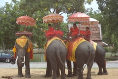 68_thailand_ayuttaya_elefant
