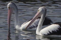 14_australien_nach-ocean-grove_pelikan