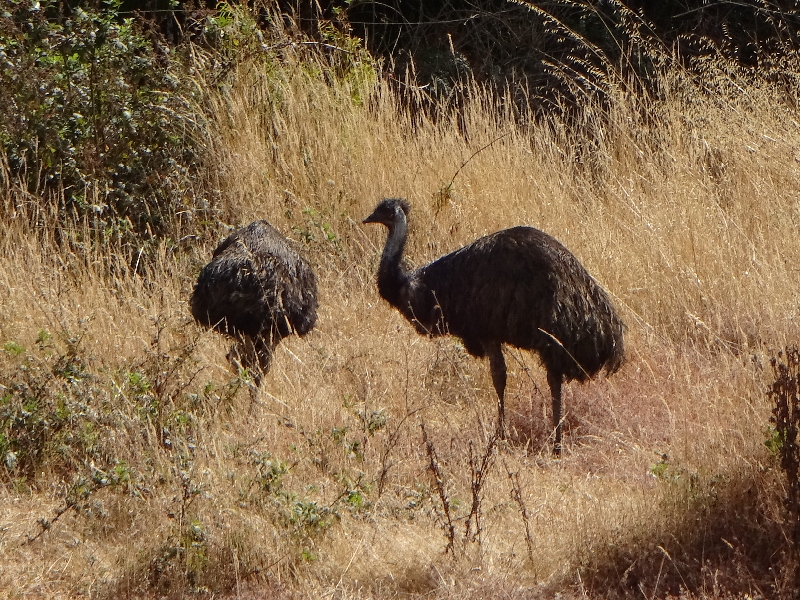 22_australien_emus
