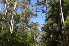 23_australien_karri-forest
