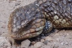 38_australien_pemberton_blue-tongue-lizard