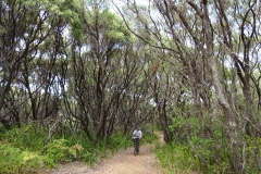 54_australien_denmark_munda-biddi-trail